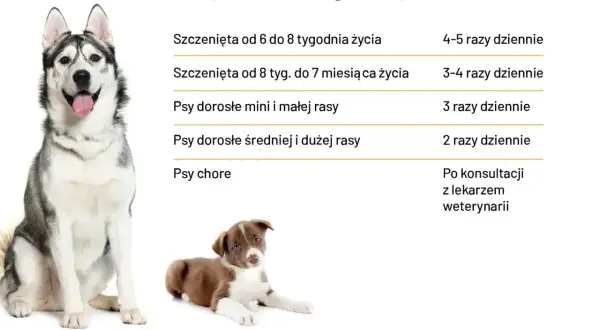 Tabela: ile powinien jeść szczeniak i pies dorosły. Husky i szczeniak border collie obok tabeli.