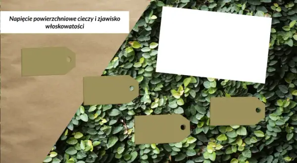 Na czym polega zjawisko włoskowatości i jak wpływa na życie roślin?