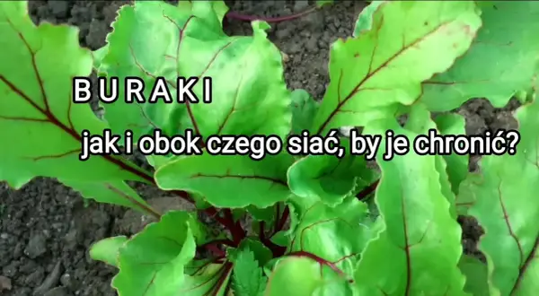 Co siać po burakach cukrowych? Uniknij błędów, zwiększ zysk!