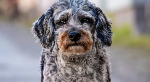 Ein neugieriger Australian Shepherd Pudel Mix mit blauen Augen und grauem, lockigem Fell blickt in die Kamera.