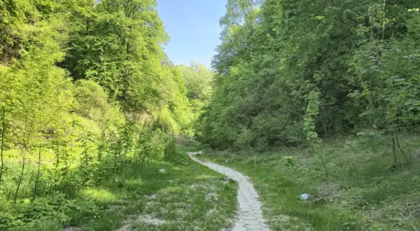 Ścieżka wije się przez zielony wąwóz korzeniowy dół, otoczony bujną roślinnością i drzewami.