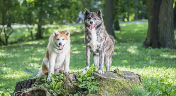 Ile żyje akita inu? Fakty, które mogą cię zaskoczyć