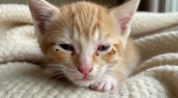 Gatito naranja con conjuntivitis, secreción ocular y costras. Busca información sobre conjuntivitis en gatos como curar.
