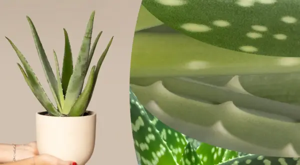 Eine Aloe Vera Pflanze in einem Topf, gehalten von Händen. Nahaufnahmen zeigen die grünen, fleckigen Blätter, ideal für das Schlafzimmer.