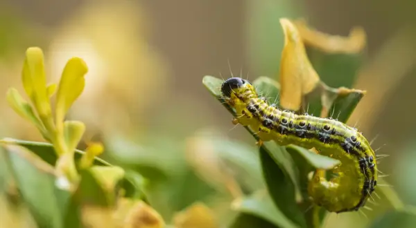 Gąsienica ćmy bukszpanowej, groźny naturalny wróg bukszpanów, żeruje na zielonym liściu.