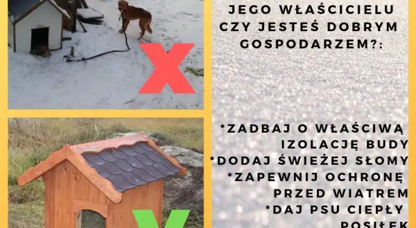 Jak poprawić budę dla psa, aby zapewnić mu ciepło i komfort?