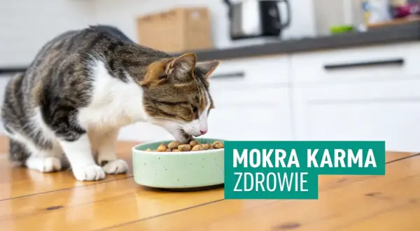 Kot zajada mokrą karmę ze swojej miseczki. Wybór odpowiedniej karmy to klucz do zdrowia Twojego pupila.