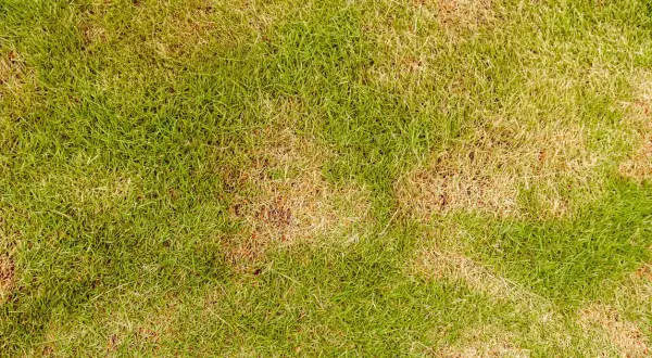 El césped amarillo y verde se ve seco en algunas zonas, como si el sol hubiera quemado algunas partes.