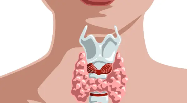 Anatomia tarczycy. Badanie ft3 może pomóc ocenić jej pracę.