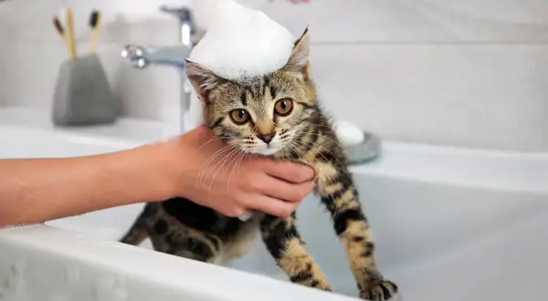 ¿Con cuántos meses se puede bañar un gato sin riesgos para su salud?