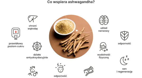Ashwagandha wspiera układ nerwowy, odporność, płodność mężczyzn i gospodarkę lipidową. Działa antyoksydacyjnie, poprawia sen i regenerację. Po jakim czasie działa ashwagandha? Zależy od indywidualnych potrzeb.