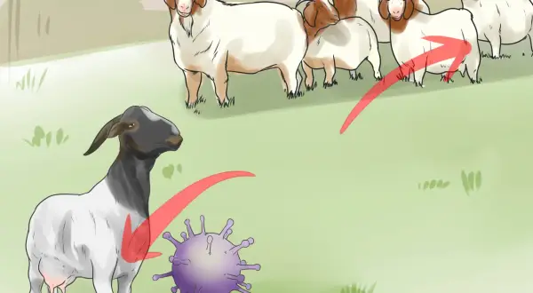 Capra con mastite, virus e gruppo di capre. Illustrazione su rimedi naturali per la mastite nelle capre.