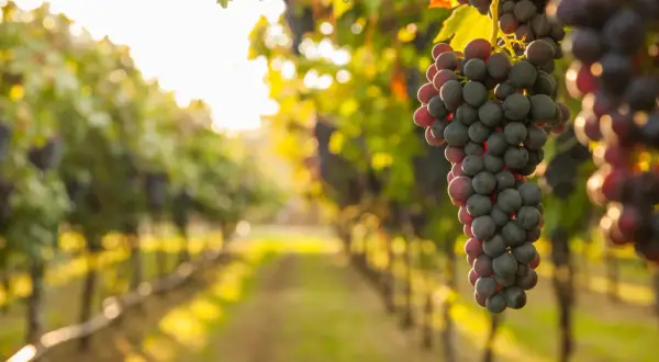 Grappoli d'uva Sangiovese maturi in vigneto al tramonto. Il Sangiovese è originario della Toscana, cuore della produzione vinicola italiana.