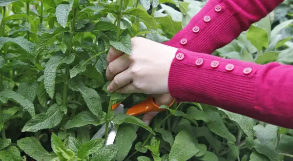 Hände in einem pinken Pullover schneiden mit einer orangefarbenen Schere frische Minze.