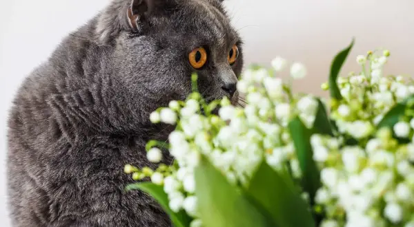 Chat gris aux yeux orange, curieux devant un bouquet de muguet, dont la toxicité est à surveiller pour les animaux.