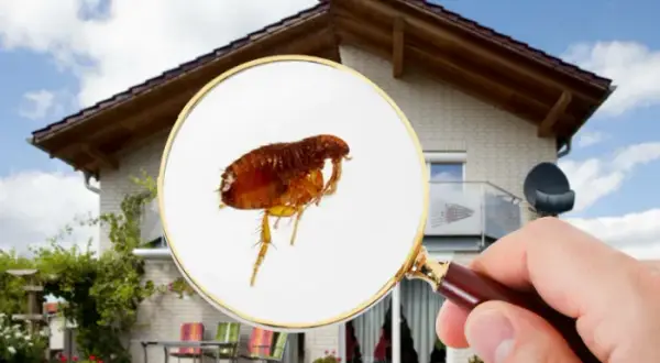 Elimina pulgas de casa de forma efectiva y sin complicaciones