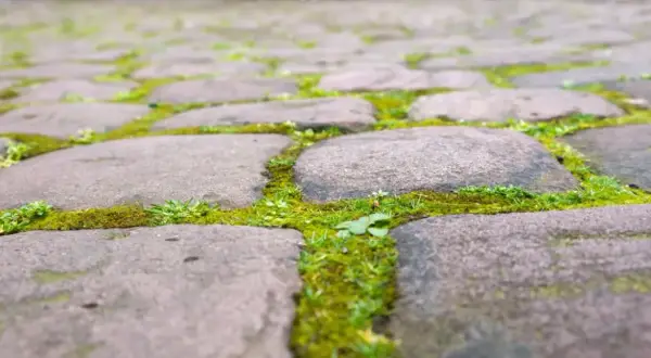 Jak usunąć zielony nalot z kostki? Skuteczne metody i prewencja