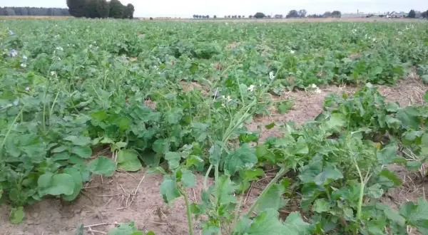Ile siać rzodkiew oleista na poplon, aby uniknąć strat w plonach?