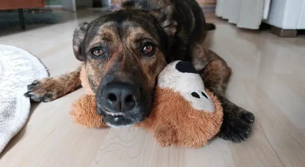Ein braun getigerter Hund liegt entspannt auf dem Boden und kuschelt mit seinem Stofftier. Er zeigt eine sanfte Habituation.