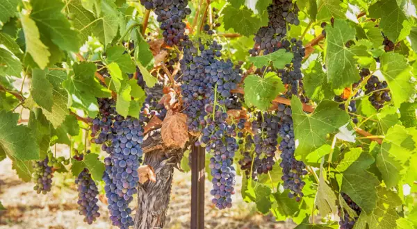 Dojrzałe kiście ciemnych winogron na krzewie, jakby z winnicy Crozes Hermitage, gotowe do zbioru.