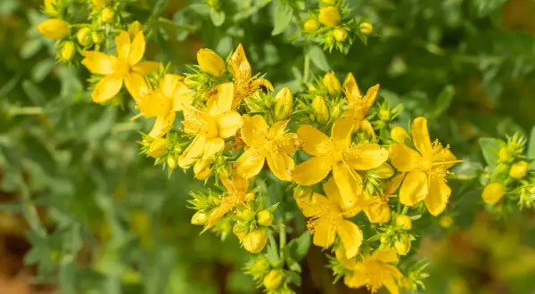 Ein Strauß leuchtend gelber Blüten der Johanniskraut-Pflanze, umgeben von grünem Laub und Knospen.