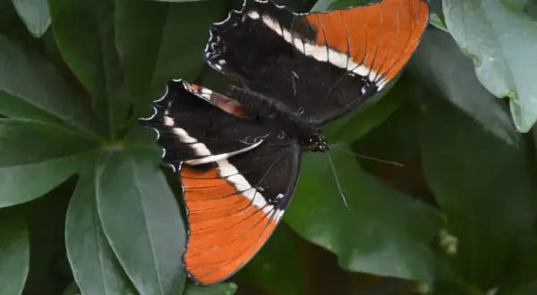 Motyl o pomarańczowo-czarnych skrzydłach z białymi pasami, odpoczywający wśród zielonych liści. Wspaniały widok z motylarni w Krakowie.