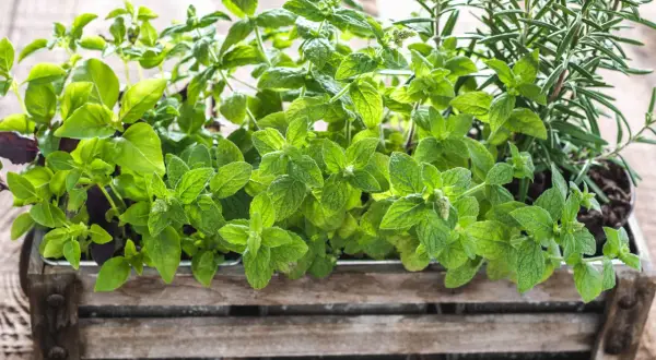 Erbe aromatiche in un cesto di legno: basilico, menta e rosmarino mai vicino, per un profumo unico.