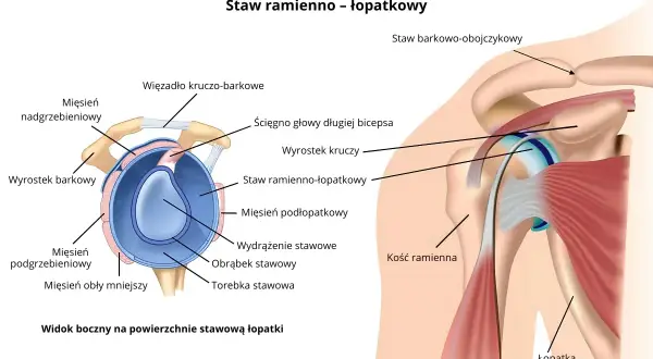 Anatomia stawu ramienno-łopatkowego, ilustracja przedstawia struktury takie jak ścięgno bicepsa, więzadła i mięśnie, które mogą ulec uszkodzeniu typu SLAP.