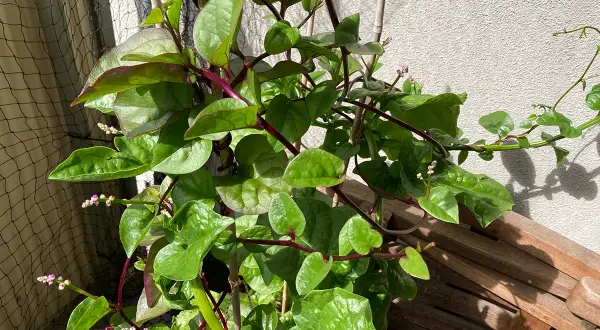 En klätterväxt med gröna blad och lila stjälkar. Små rosa blommor syns. Vissa delar av malabarspenat kan vara giftiga.