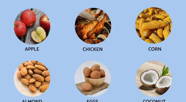 Vocabulario de comida en inglés: manzanas, pollo, maíz, almendras, huevos y coco.