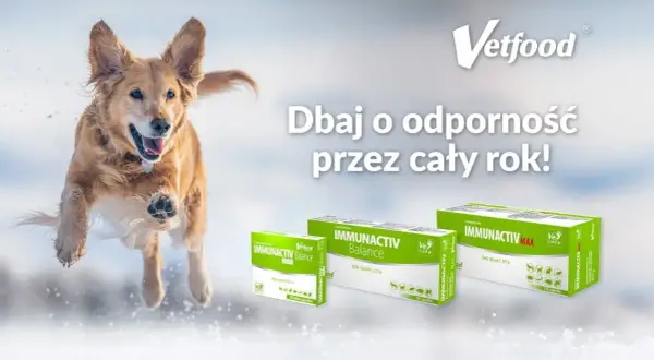 Radosny pies skacze w śniegu, wspierany przez produkty Immunactiv od Vetfood. Dbaj o odporność pupila przez cały rok!