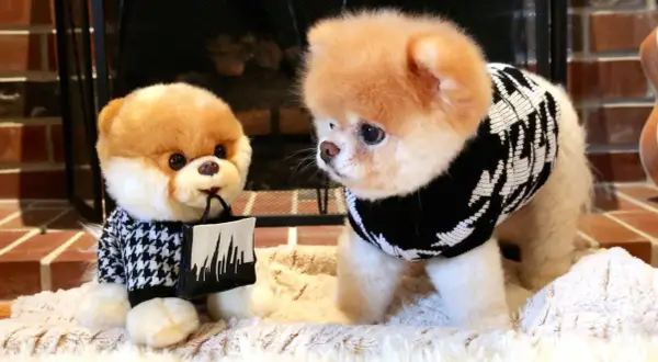 Cuál es el perro más mono del mundo: la historia de Boo y su fama