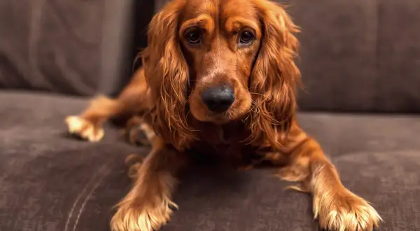 Un cocker spaniel de pelaje rojizo descansa en un sofá marrón, con sus largas orejas caídas y mirada tierna.