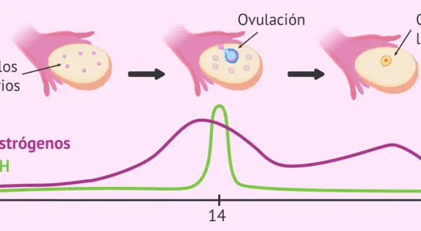 Gráfica del ciclo ovárico: folículos primarios, ovulación y cuerpo lúteo. Niveles de estrógenos y hormona LH a lo largo de 28 días.