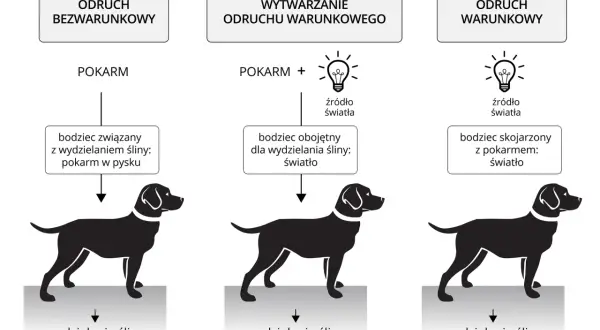 Ilustracja pokazuje, jak pokarm wywołuje odruch wydzielania śliny u psa. Wytwarzanie odruchu warunkowego następuje przez skojarzenie bodźca obojętnego (światło) z pokarmem, co prowadzi do wydzielania śliny na sam widok światła.