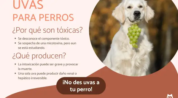 Un perro dorado sostiene un racimo de uvas verdes en su boca. El texto advierte que los perros no deben comer uvas.