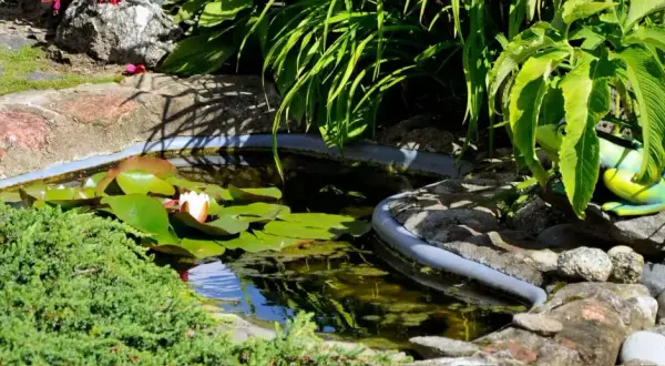 Un étang paisible avec des nénuphars, une grenouille décorative et une plante aquatique comestible en arrière-plan.