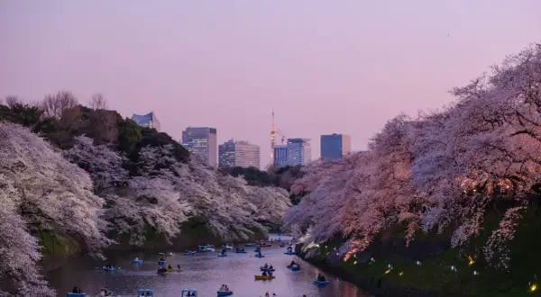 Boote auf einem Kanal unter Kirschblüten in Tokio. Ein Traum für jeden, der Work and Travel Japan erleben möchte.