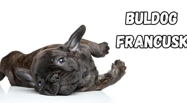 Uroczy buldog francuski leży na plecach, pokazując swoje łagodne usposobienie.