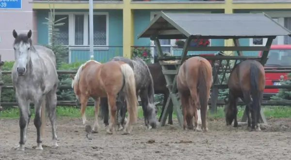 Stadnina koni Zielona Góra - najlepsze miejsca na jazdę konną