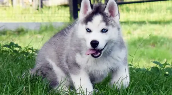 Ile kosztuje husky z rodowodem? Ceny, które mogą zaskoczyć