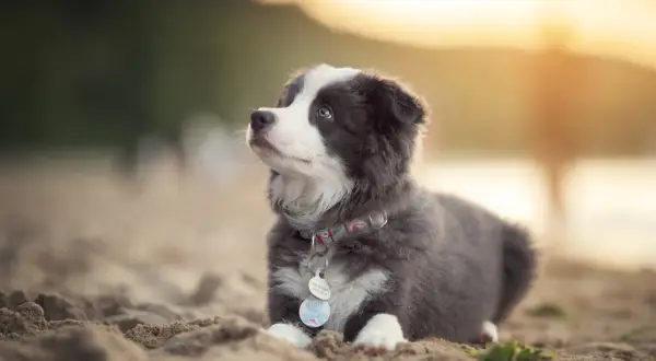 Szczeniak z niebieskimi oczami, mimo chwilowego smutku (puppy blues), wygląda uroczo na piasku.