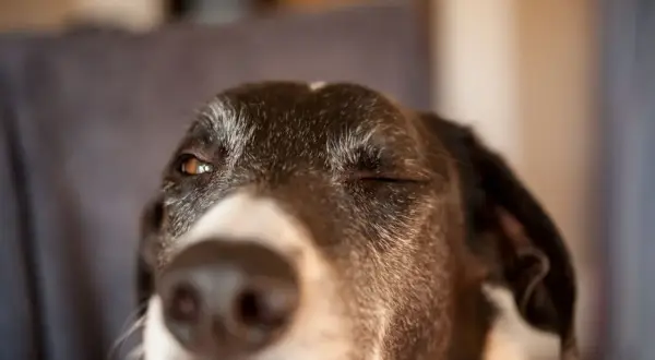 Ein Hund blinzelt verschmitzt in die Kamera. Seine Augen sind halb geschlossen, als würde er ein Geheimnis verraten.