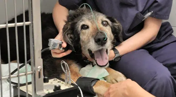 Hospital Veterinario Los Tarahales: servicios 24 horas y opiniones reales