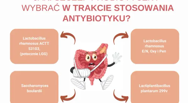 Grafika przedstawia jelita z opatrunkami, sugerując potrzebę leków osłonowych przy antybiotyku. Wokół jelit umieszczono nazwy probiotyków.