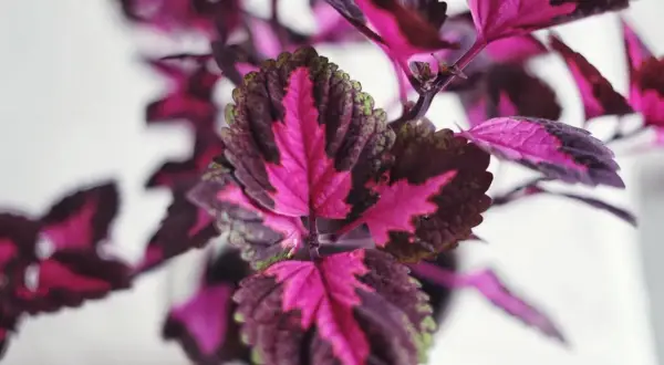 Närbild på ett palettblad utomhus med sina karaktäristiska rosa, lila och gröna blad.