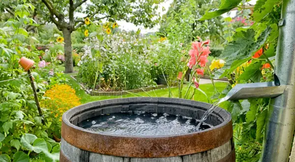 Regenwasser sammeln verboten Deutschland? Nicht in diesem blühenden Garten! Ein Holzfass fängt das Nass aus der Rinne auf.