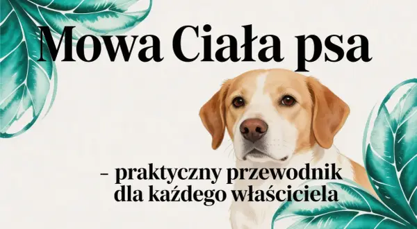 Mowa ciała psa: praktyczny przewodnik dla każdego właściciela. Poznaj fascynujące ciekawostki o psach i ich komunikacji.