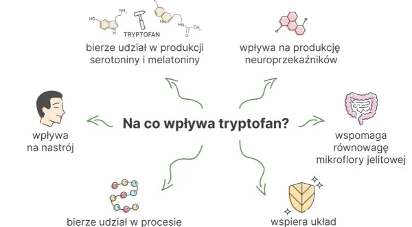 Tryptofan wpływa na nastrój, produkcję neuroprzekaźników, równowagę mikroflory jelitowej i układ odpornościowy. Bierze też udział w syntezie białek.