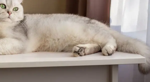 Gato blanco con ojos verdes, relajado sobre una mesa. Su cola se mueve suavemente, quizás explicando porque los gatos mueven la cola.